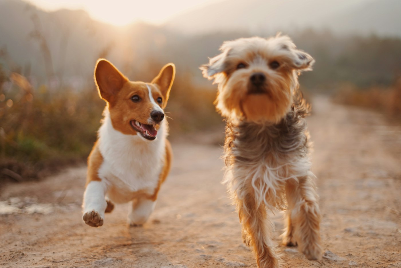Dos perros paseando por un camino al atardecer en el sur de Tenerife