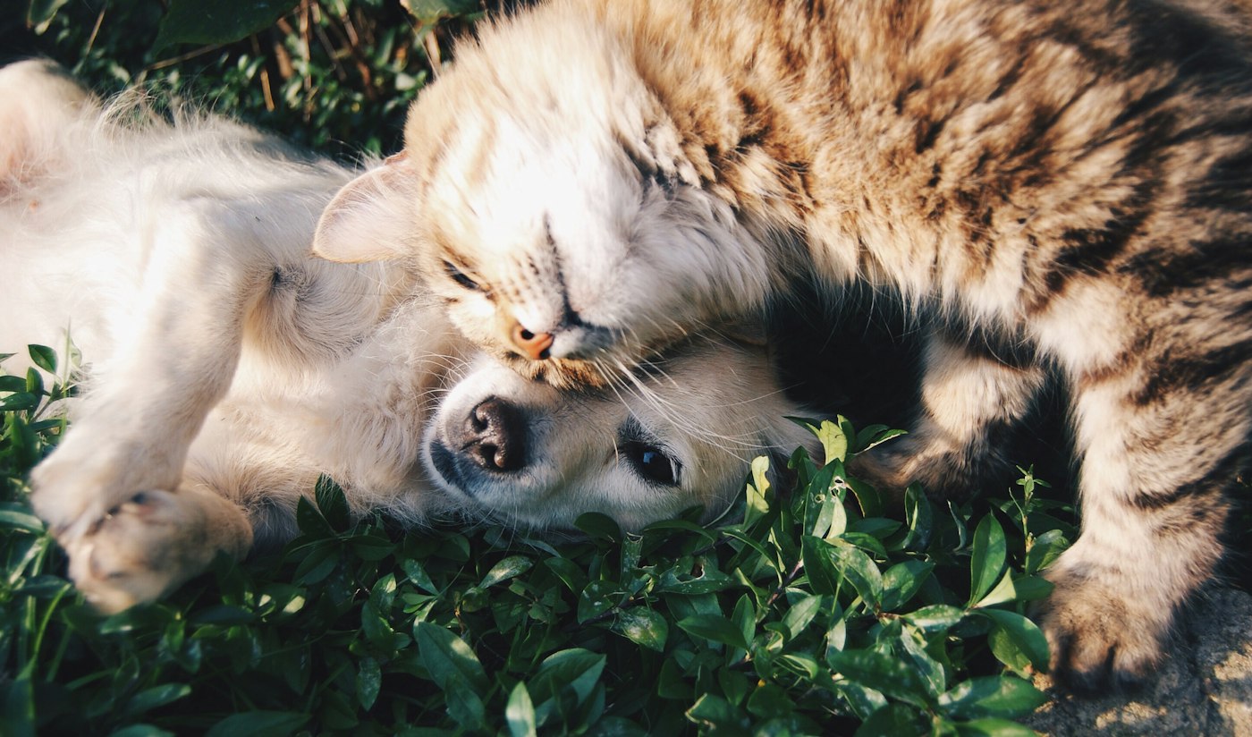 Perro y gato juntos en casa