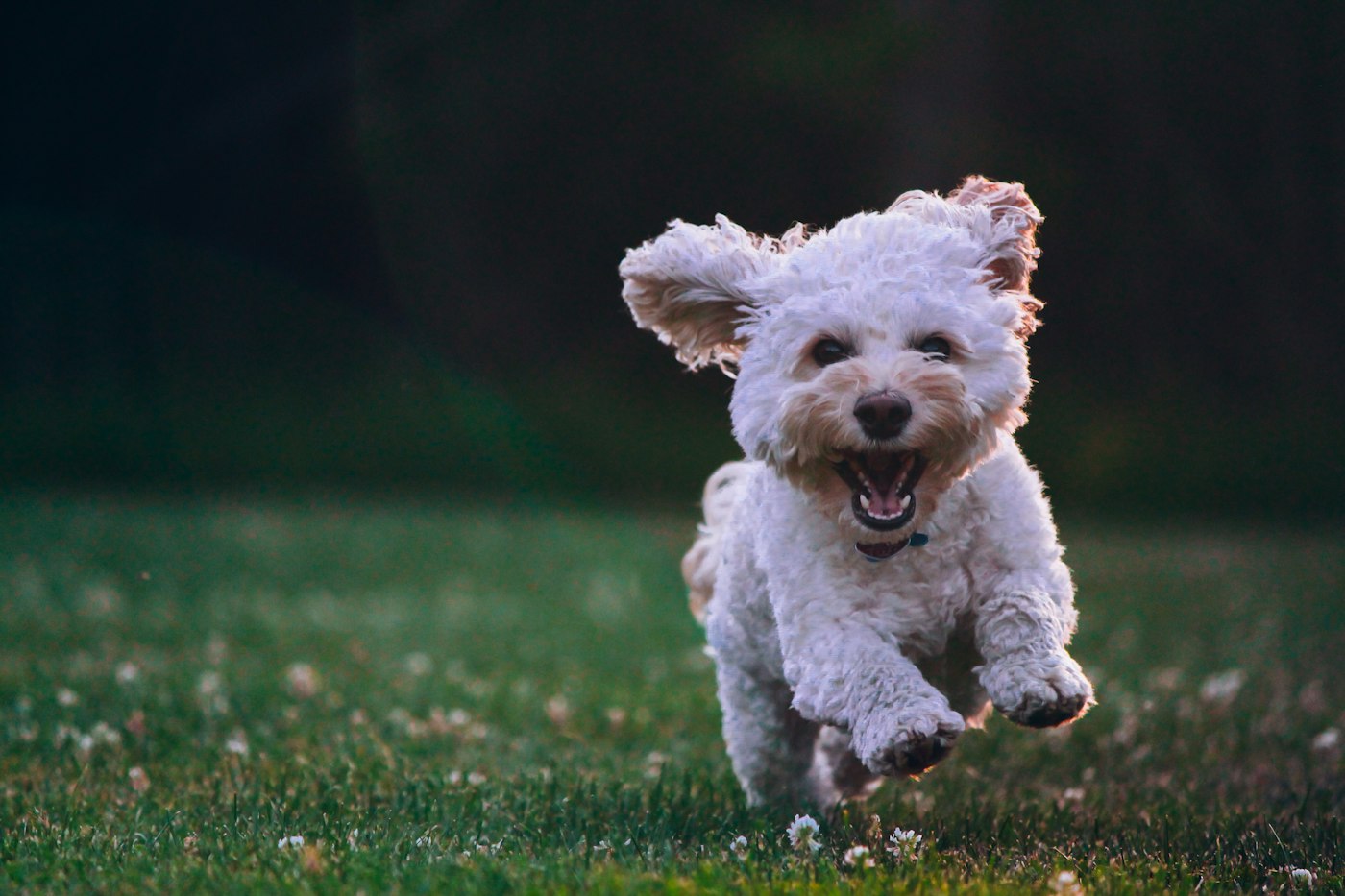 Perro corriendo en un paseo suelto por Los Cristianos