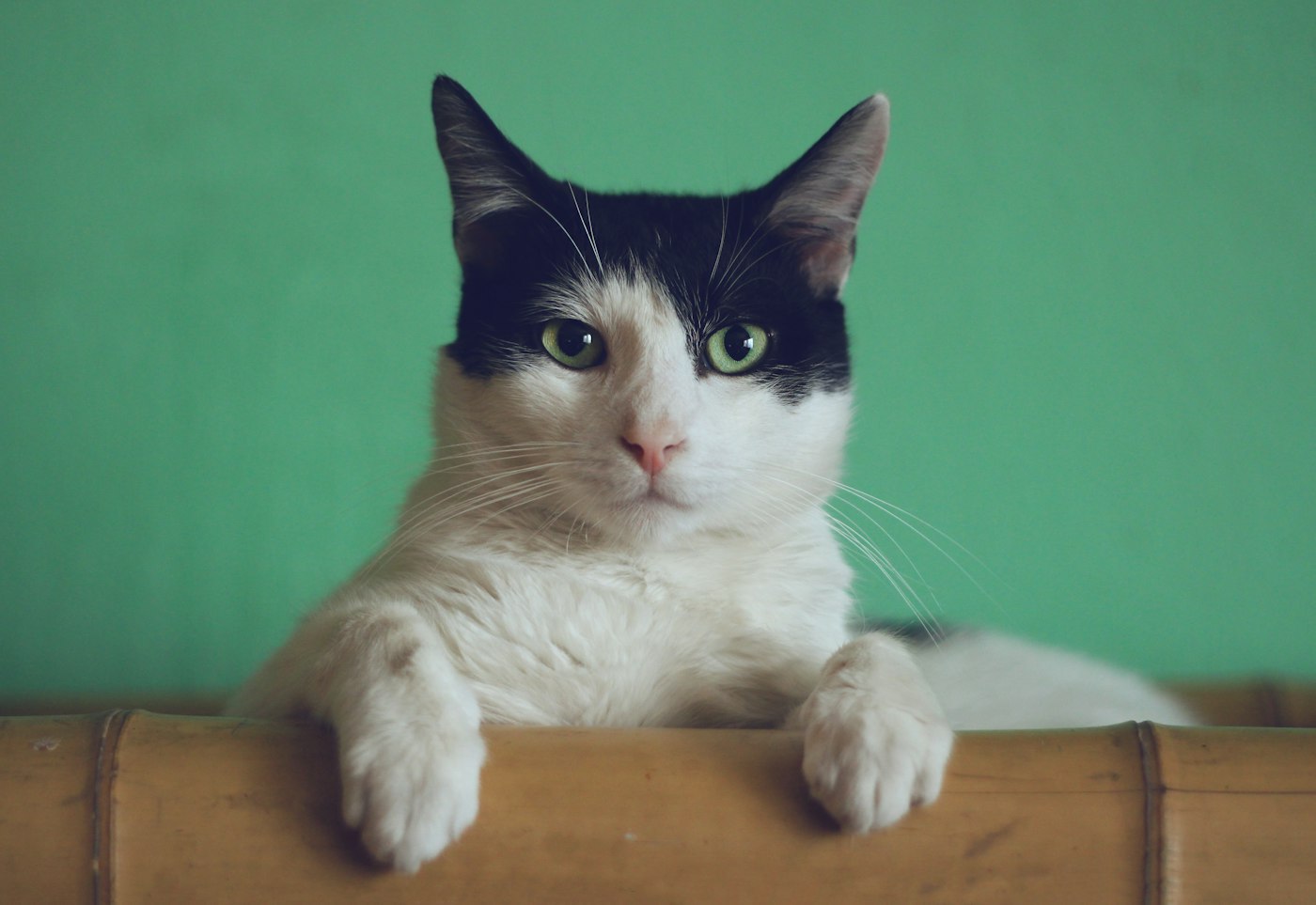 Gato en casa durante una visita a domicilio en Adeje
