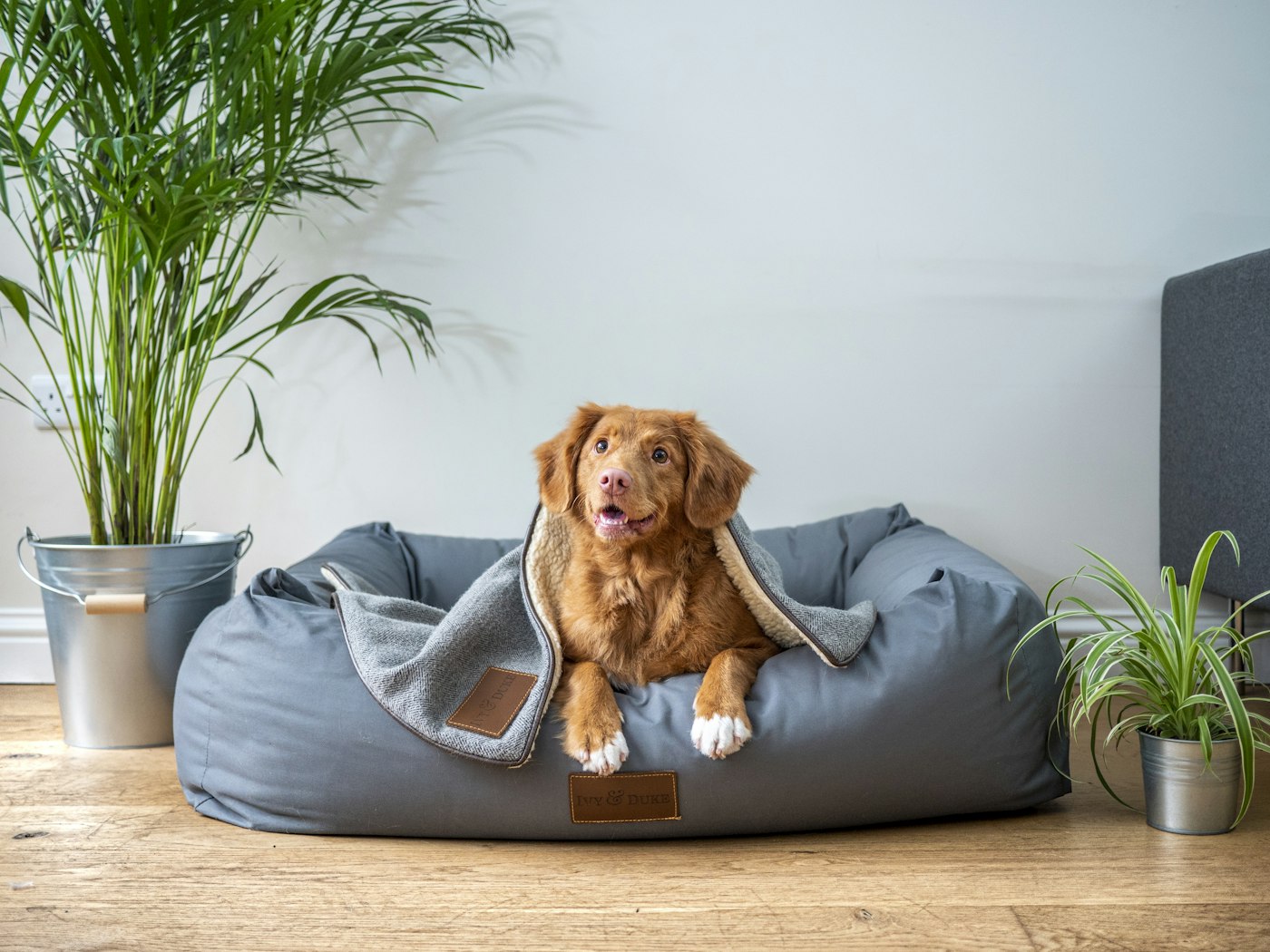 Perro descansando en su cama en casa durante una noche de cuidado