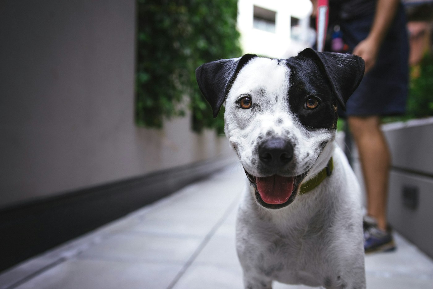 Perro feliz durante su paseo diario en Costa Adeje