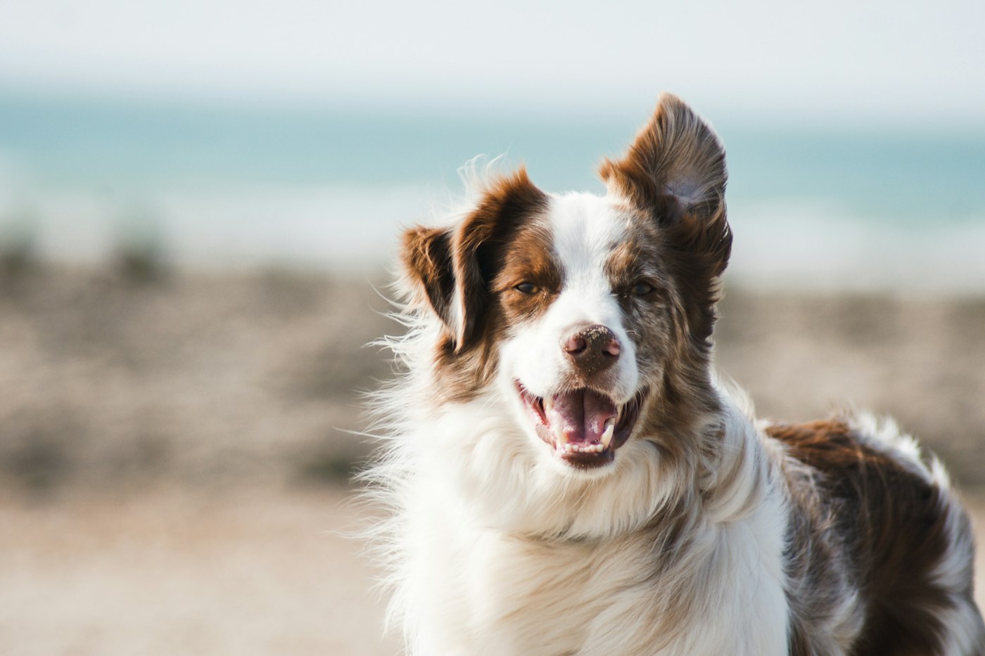 Perro en la playa en un paseo corto por El Médano