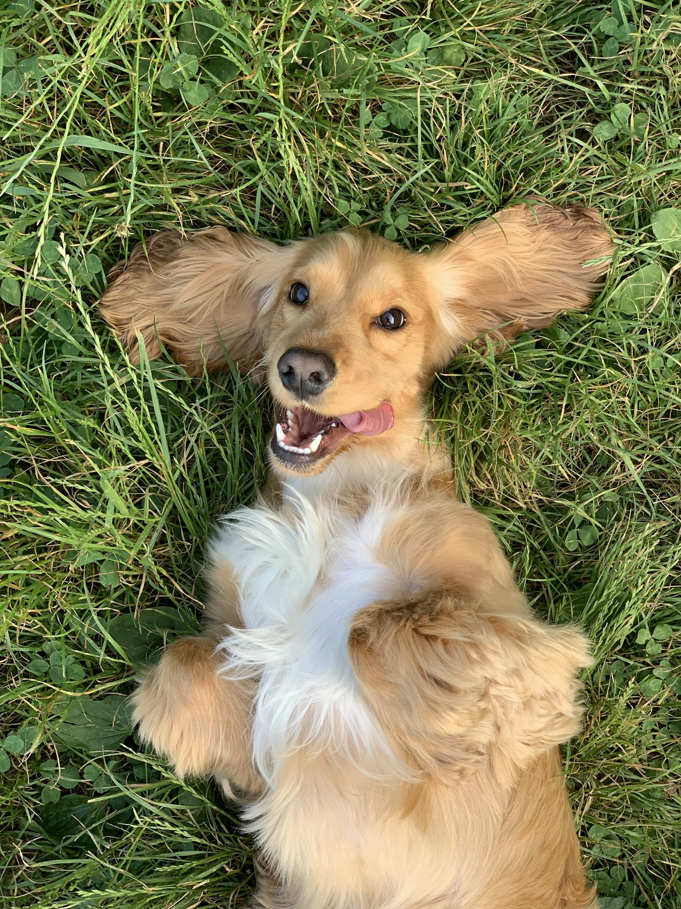 Perro feliz en el jardín mientras sus dueños están de viaje en Tenerife